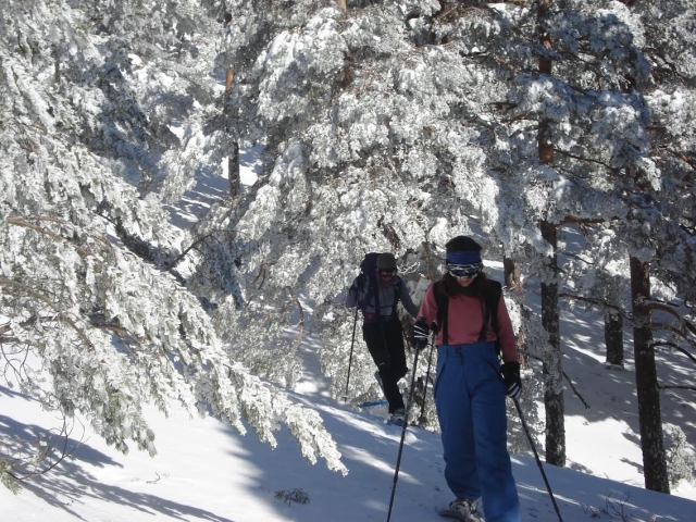  walk between the snowy trees 